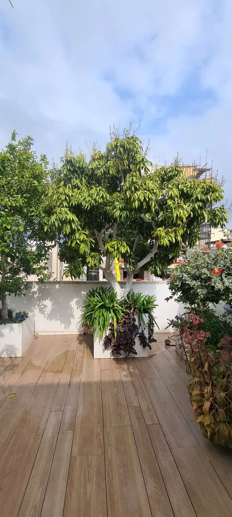 פנטהאוז ברחובות — תמונה 5