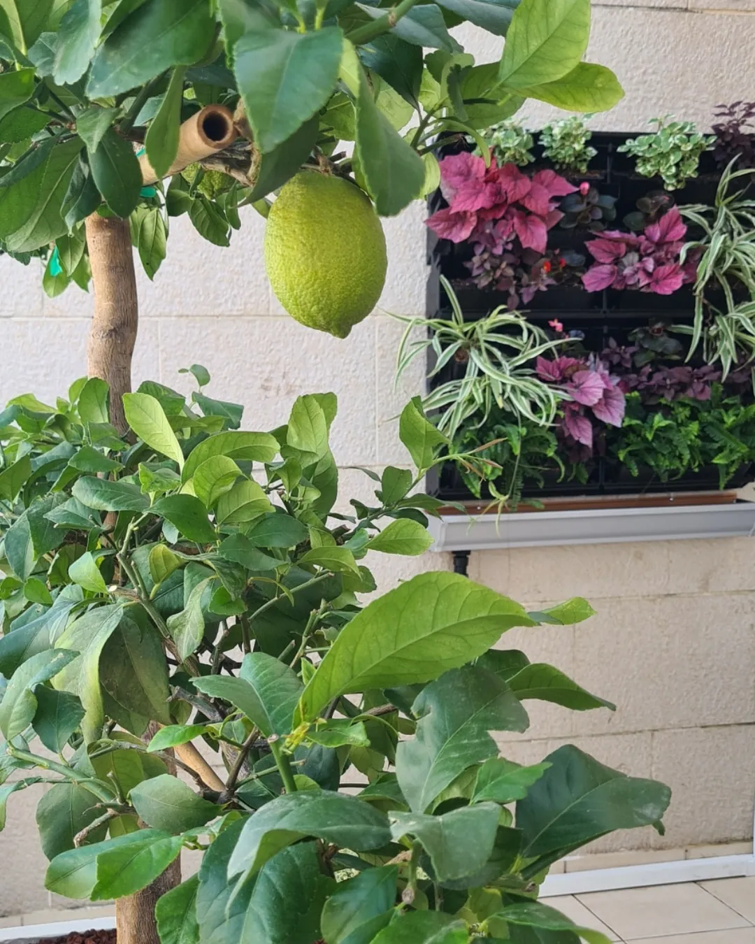 מרפסת קטנה ברחובות — תמונה 6
