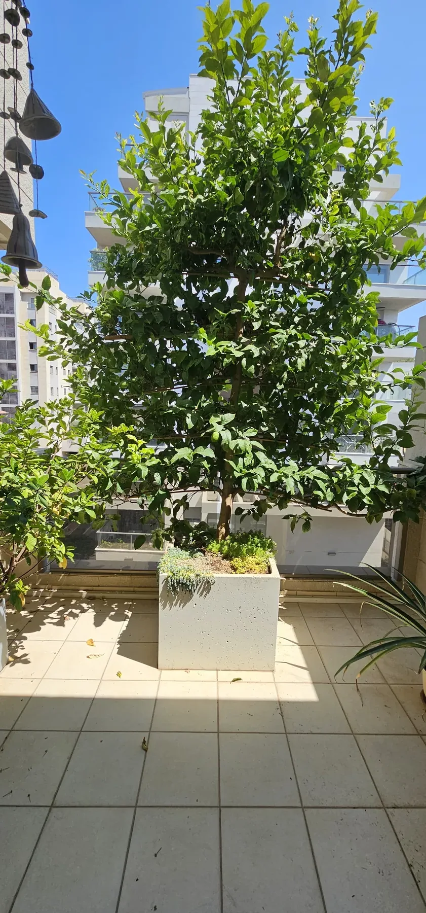 מרפסת קטנה ברחובות — תמונה 8